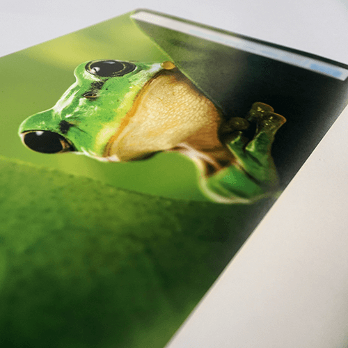 A poster with an image of a frog